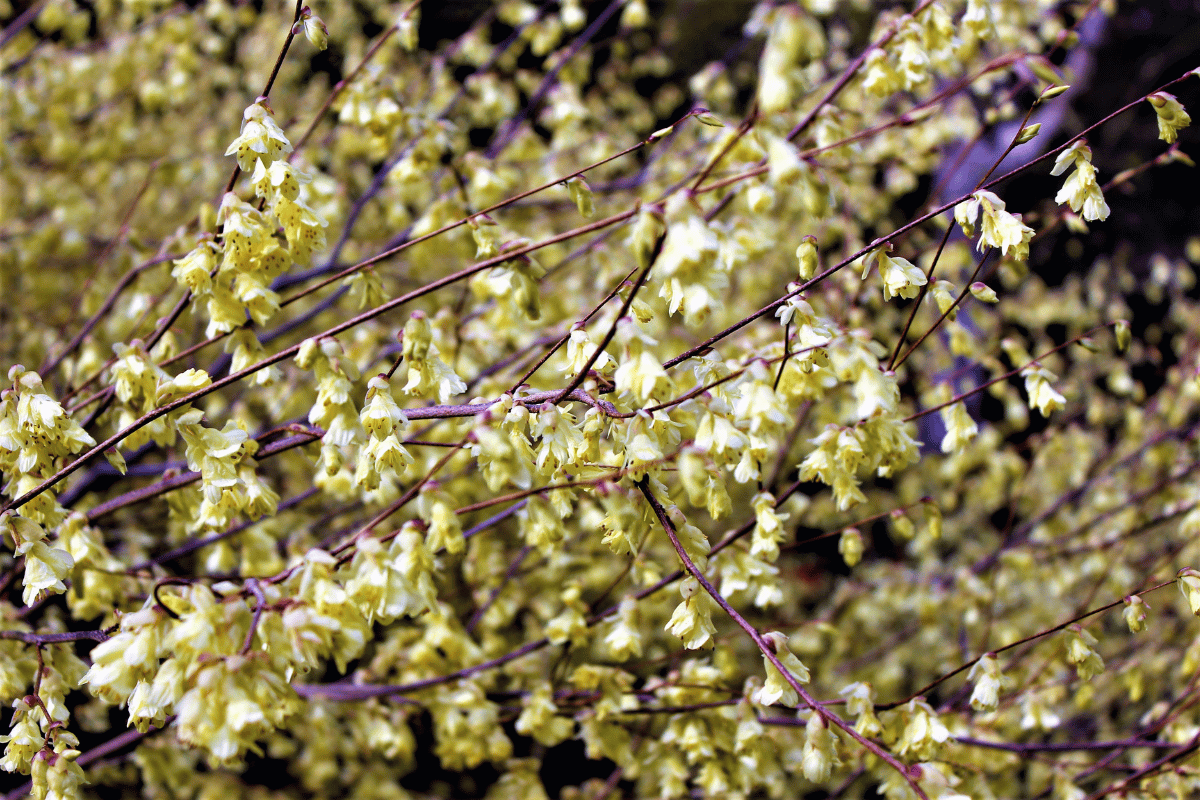 Jasminum nudiflorum (winter jasmine).png